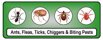 Lawn Bugs Pest